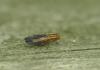 Peplomyza discoidea